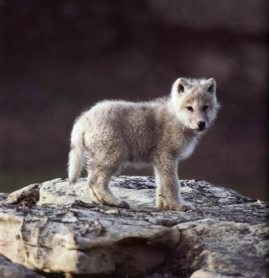 Résultat de recherche d'images pour 'petites images de loups'